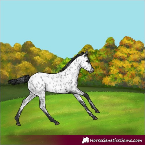 Horse Color:Blue Roan Appaloosa 