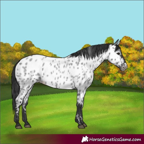 Horse Color:Blue Roan Appaloosa 