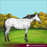 Horse Color:Blue Roan Appaloosa 