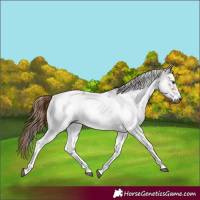 Horse Color:Gray White Spotted Chestnut Sabino Frame 