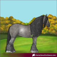 Horse Color:Grullo 
