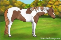 Horse Color:Chestnut Tobiano