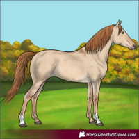 Horse Color:Red Dun