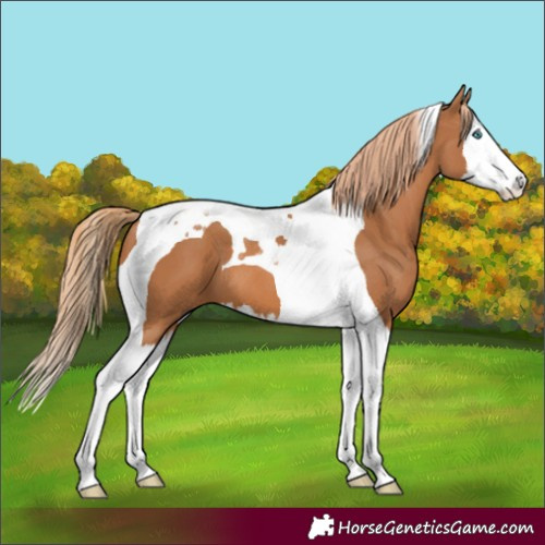Horse Color:Chestnut Splash Tobiano 