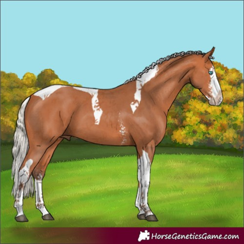 Horse Color:Silver Bay Sabino Splash Tobiano