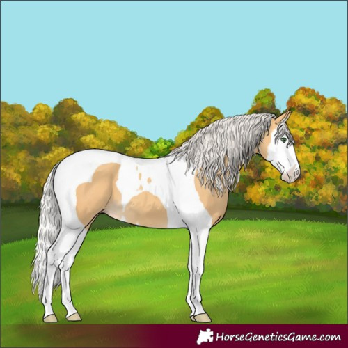 Horse Color:Silver Amber Cream Champagne Splash Tobiano