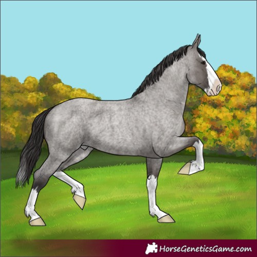 Horse Color:Smoky Grullo Roan Splash