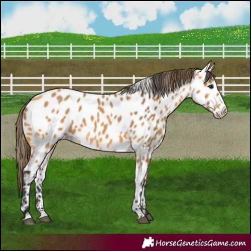 Horse Color:Buckskin Near Leopard 