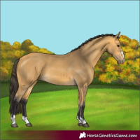 Horse Color:Buckskin 