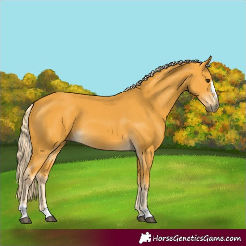 Horse Color:Palomino 