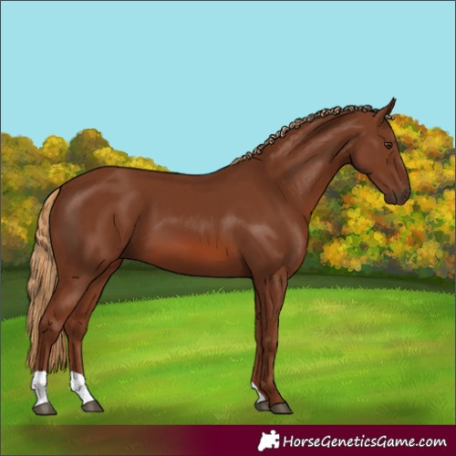 Horse Color:Chestnut 