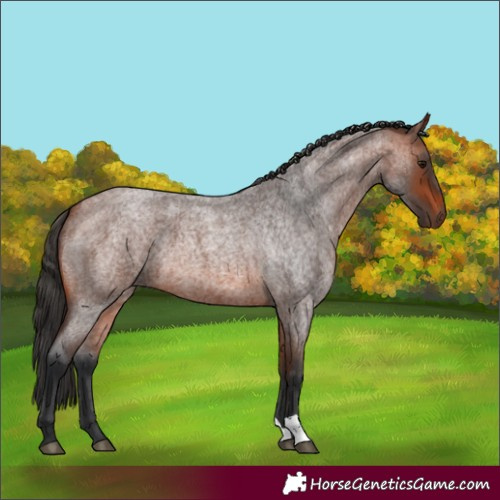 Horse Color:Bay Roan 