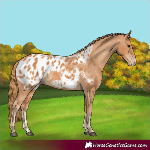 Horse Color:Chestnut Appaloosa 