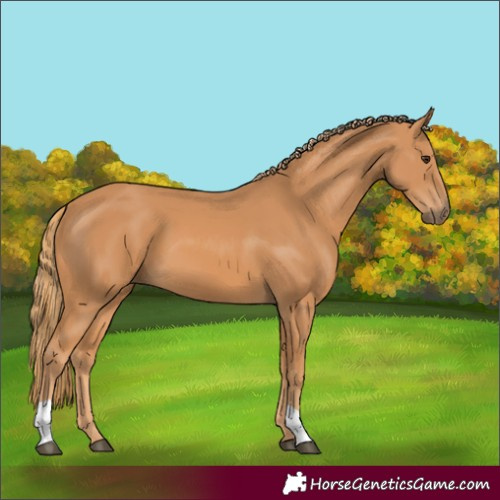 Horse Color:Chestnut 