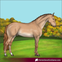 Horse Color:Red Dun  and Red Dun 