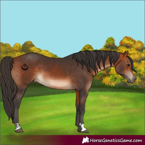 Horse Color:Bay and Bay