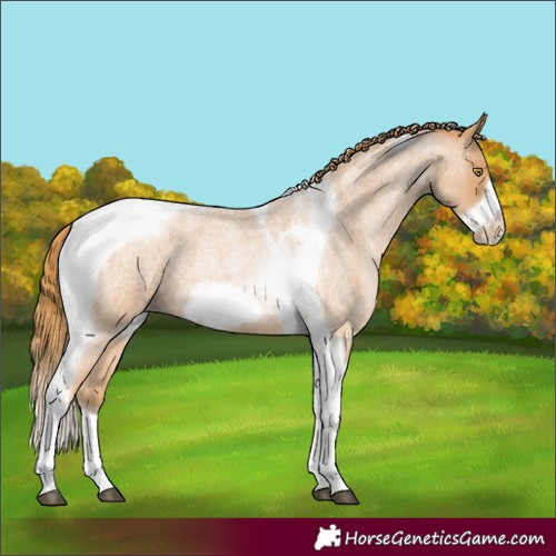 Horse Color:Red Roan Pearl Tobiano Frame