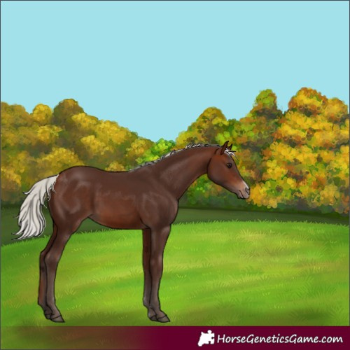 Horse Color:Silver Bay Sabino 