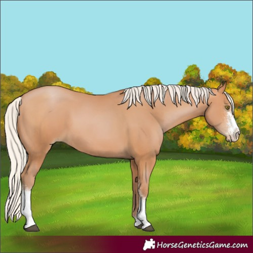 Horse Color:Silver Bay Pearl Sabino 