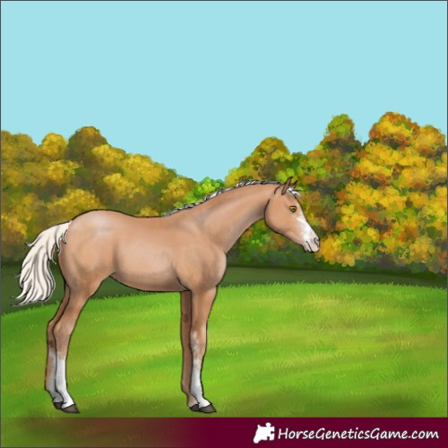 Horse Color:Silver Bay Pearl Sabino 