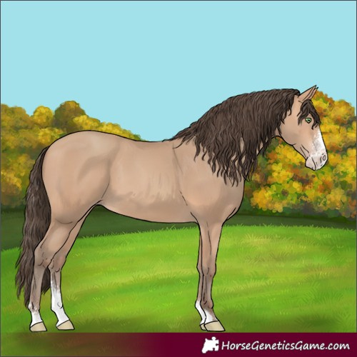 Horse Color:Amber Champagne Sabino 