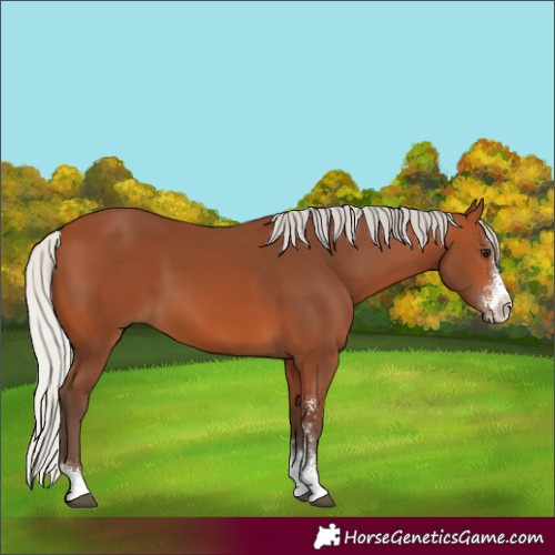 Horse Color:Silver Bay Sabino 
