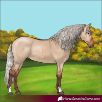 Horse Color:Silver Bay Dun 