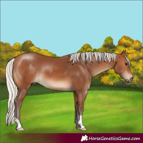 Horse Color:Silver Bay 
