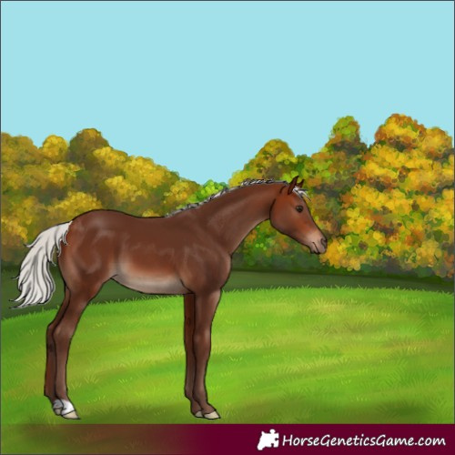 Horse Color:Silver Brown 