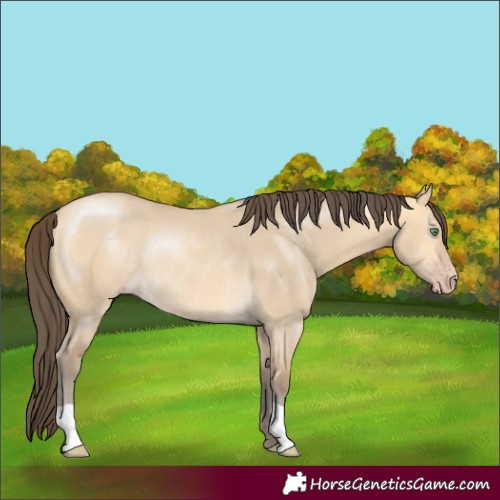 Horse Color:Amber Cream Champagne Dun Rabicano 