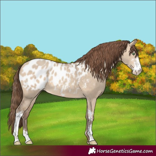 Horse Color:Amber Champagne Dun Sabino Appaloosa