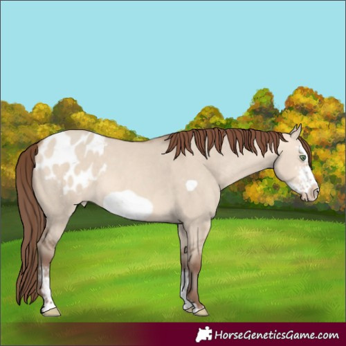 Horse Color:Amber Champagne Dun Sabino Frame Appaloosa 