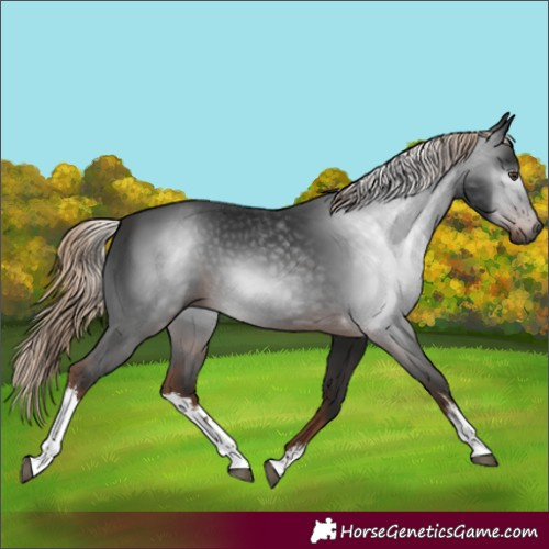 Horse Color:Gray White Spotted Liver Chestnut 