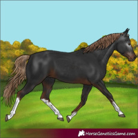 Horse Color:Gray White Spotted Liver Chestnut 