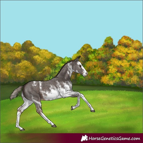 Horse Color:White Spotted Liver Chestnut Sabino Splash Appaloosa 