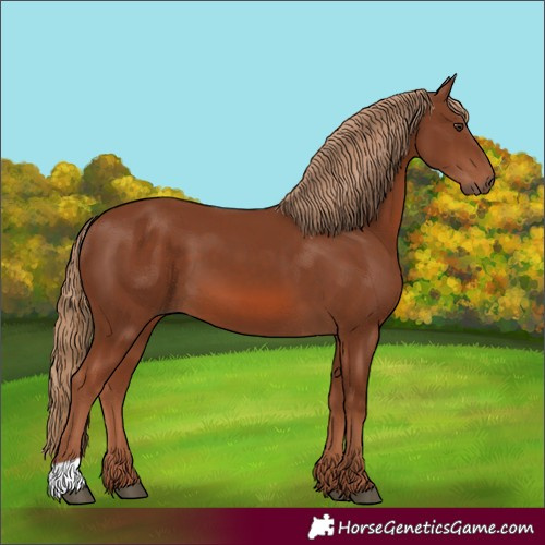 Horse Color:Chestnut 