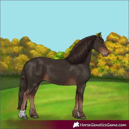 Horse Color:Unknown 