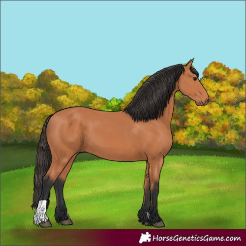 Horse Color:Bay 