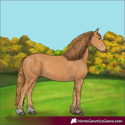 Horse Color:Unknown 