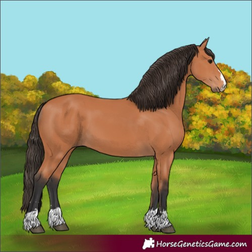 Horse Color:Unknown 
