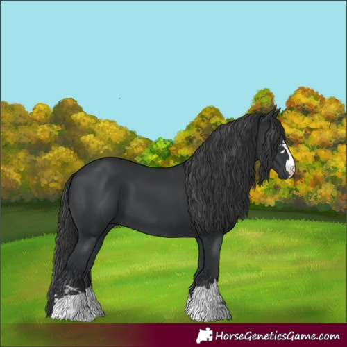 Horse Color:Black 
