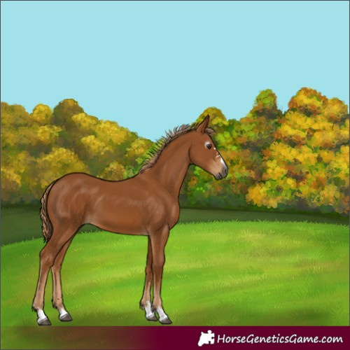 Horse Color:Gray Chestnut 