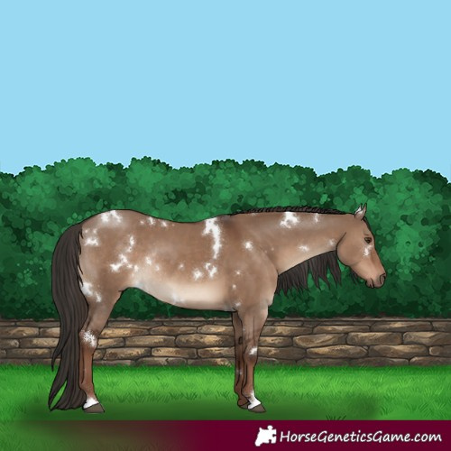 Horse Color:White Spotted Liver Red Dun Rabicano