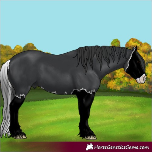 Horse Color:Black Splash 