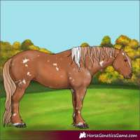 Horse Color:White Spotted Chestnut