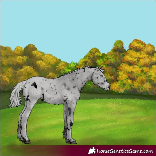 Horse Color:ERROR: UNKNOWN ANOMALY