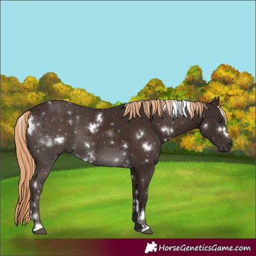 Horse Color:White Spotted Liver Chestnut