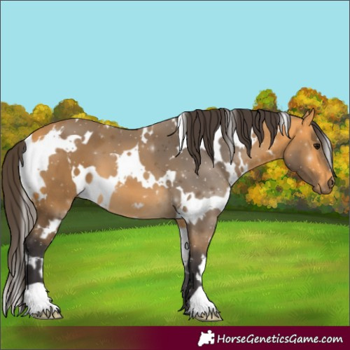 Horse Color:White Spotted Buckskin 