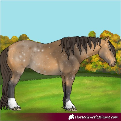 Horse Color:Buckskin