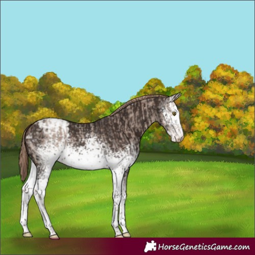 Horse Color:White Spotted Liver Red Dun Roan Appaloosa  and White Spotted Liver Chestnut Tobiano Appaloosa 